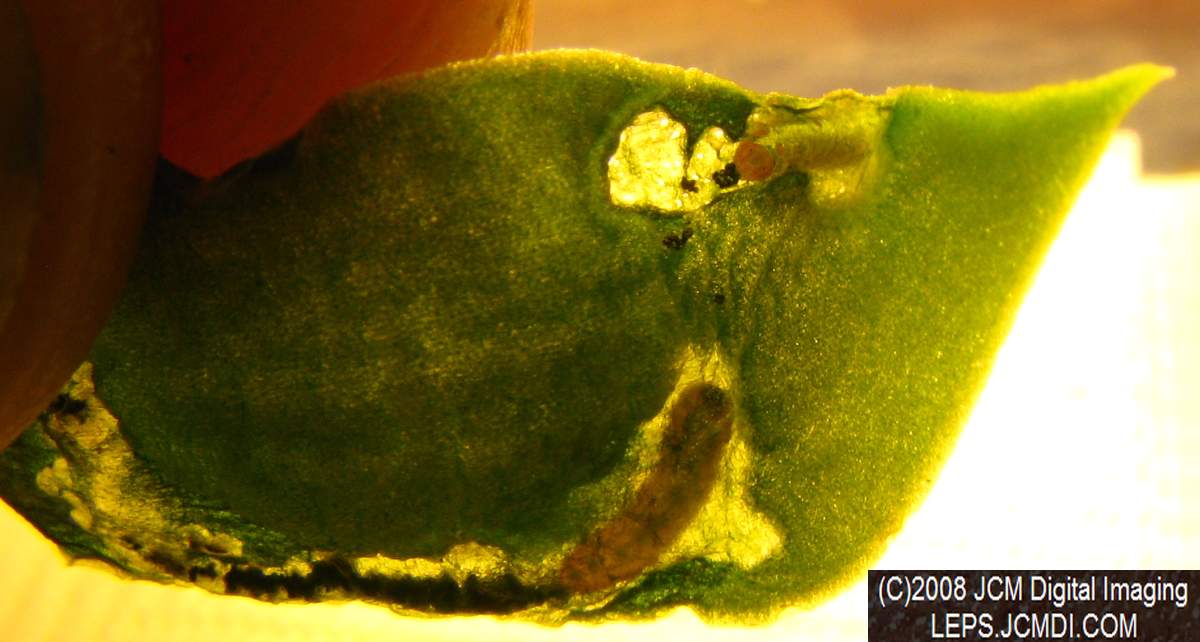 Philotes sonorensis (Sonoran Blue) life cycle images from jcmdi.com